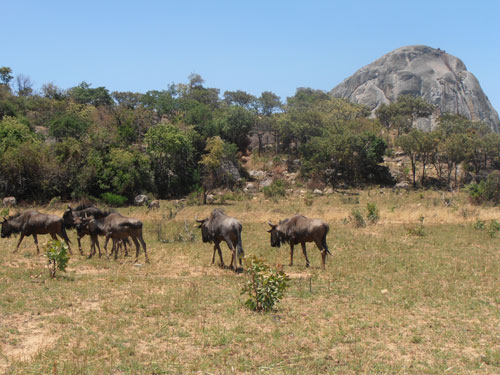 Nyanga Zimbabwe Vumba Mountains